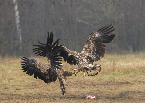 White-tailed eagle