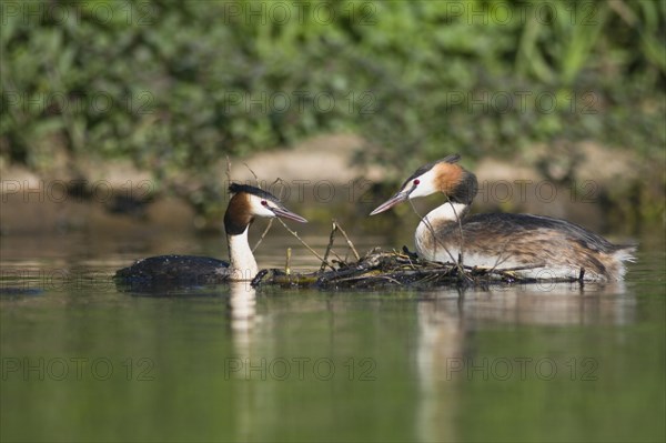 Great crested grebe