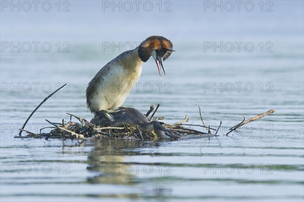 Great crested grebe