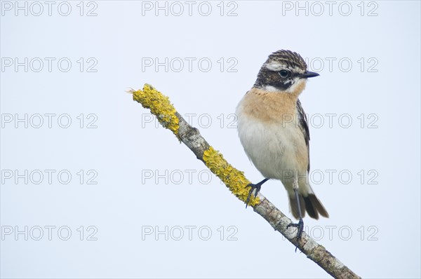 Whinchat