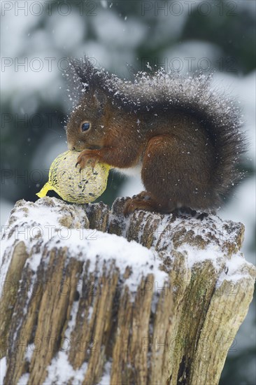 Eurasian red squirrel