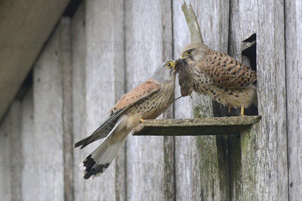 Common kestrels