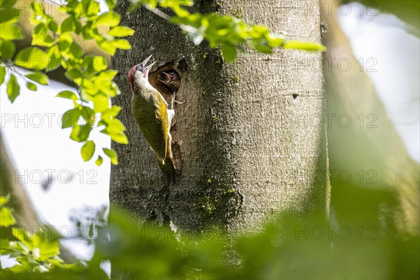 European green woodpecker