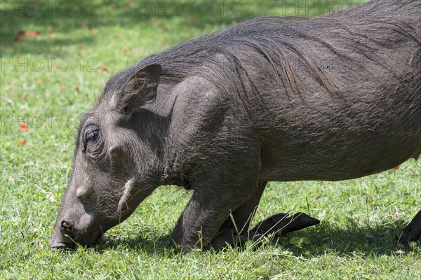 Common warthog