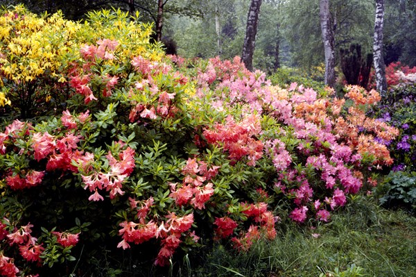 Rhododendron in the garden
