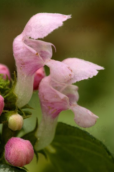 White deadnettle