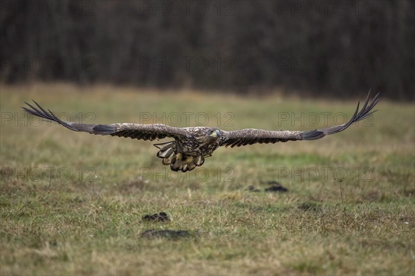 White-tailed eagle