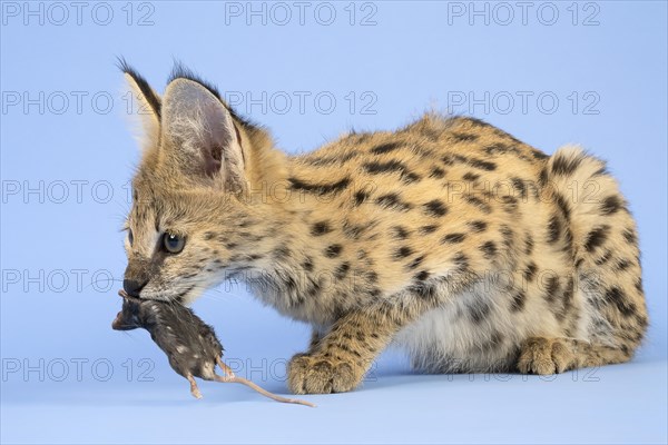 Serval