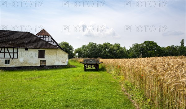 Cornfield and field next to a farm