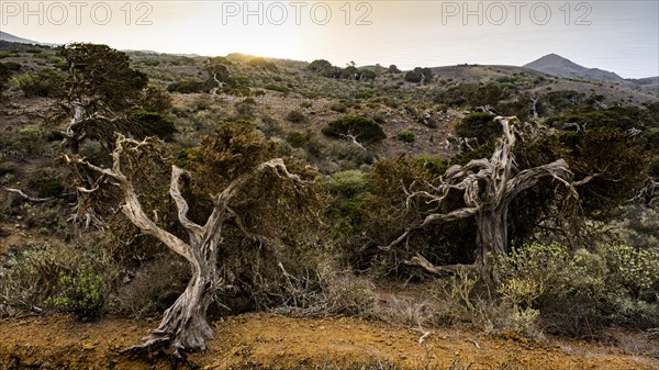 Juniper tree