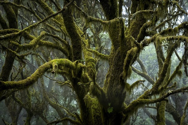 Moss-covered trees in laurel forest