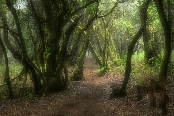 Hiking trail through laurel forest