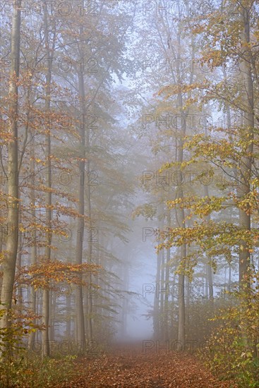 Deciduous forest