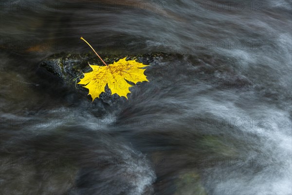 Maple leaf in the river Bode in the autumnal Harz