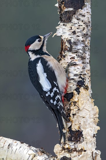 Great spotted woodpecker