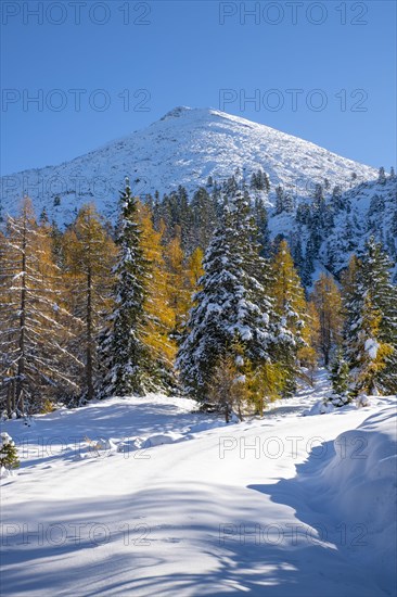 Forest path to Kotalm Mittelleger in snow in late autumn