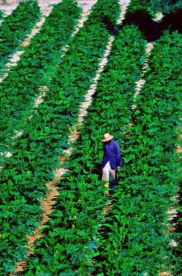 Farm worker with straw hat amid rows of courgettes