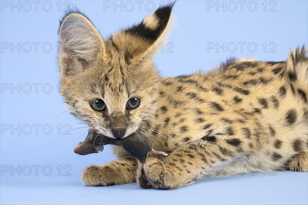 Serval