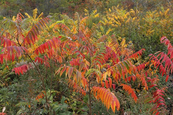 Autumn colours of vegetation beside road
