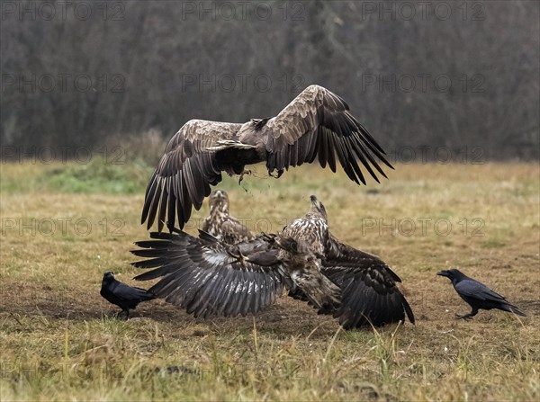 White-tailed eagle