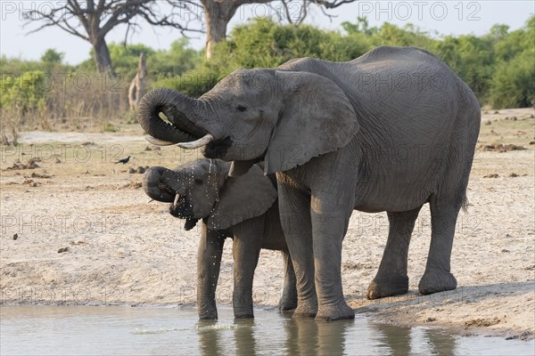 African elephant