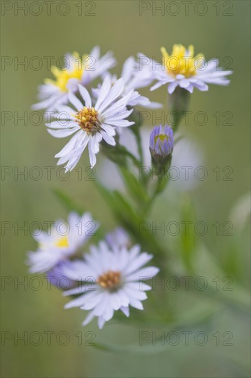 Sea aster