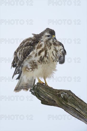 Steppe buzzard