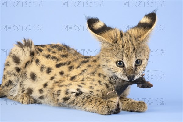 Serval