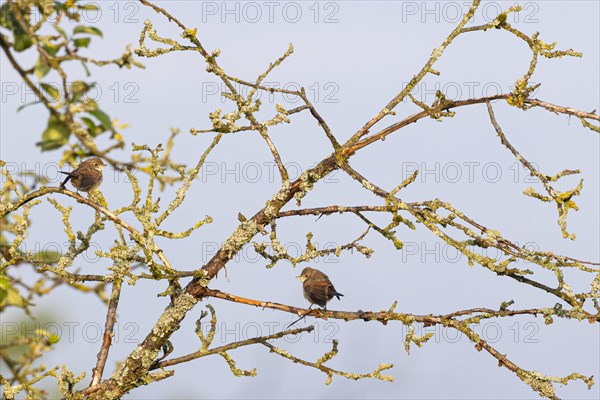 Garden warbler