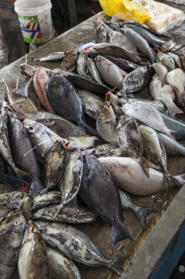 Fish at Sir Selwyn Clarke Market on Market Street