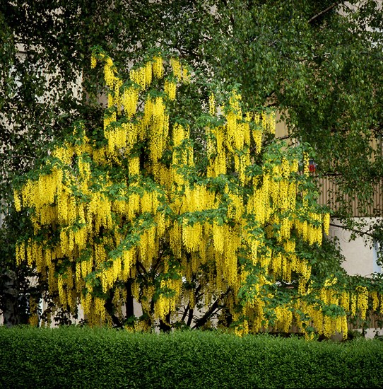 Common laburnum