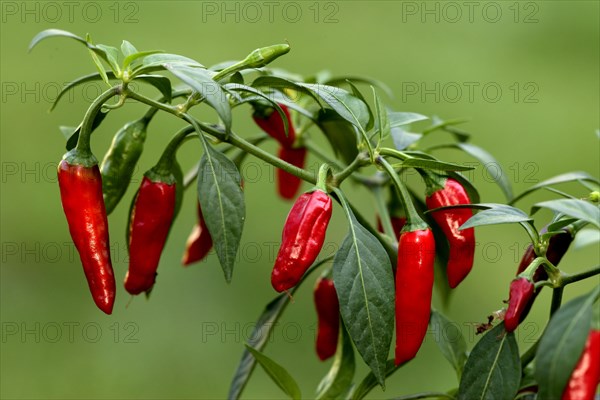 Piri Piri pod Hot Chili