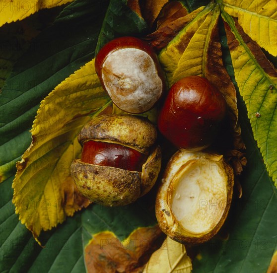 Chestnuts in autumn