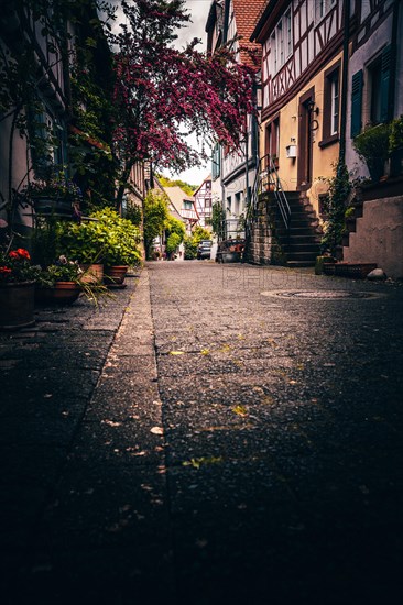 Half-timbered houses in a street with beautiful planting