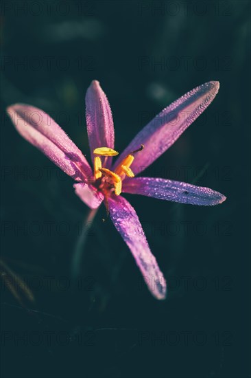 Meadow saffron