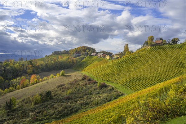 Autumn vineyards