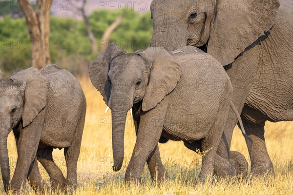 African elephant