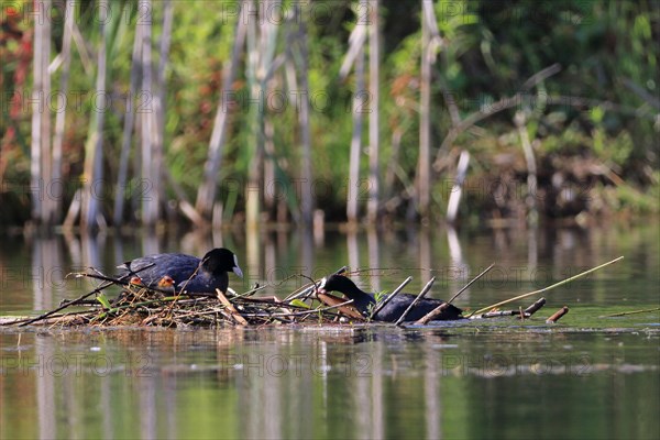 Common coot