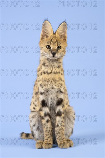 Serval