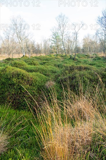 Black crowberry