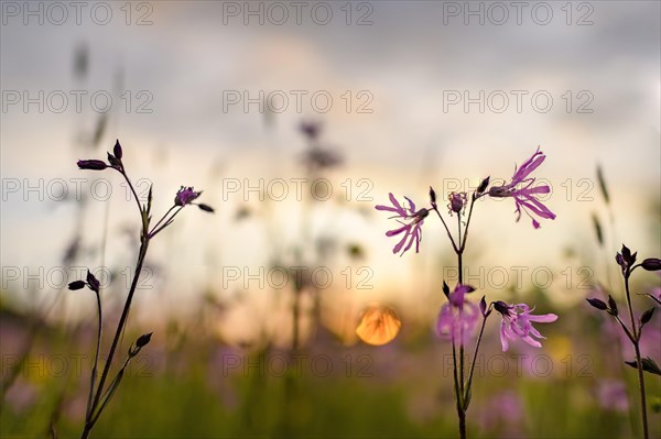 Ragged robin