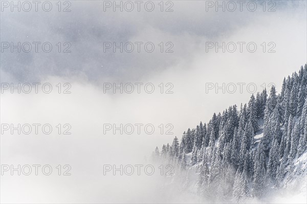 Snowy winter forest with fog