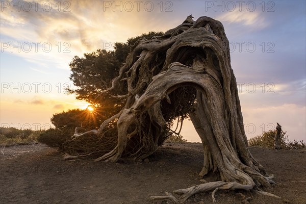 Juniper tree