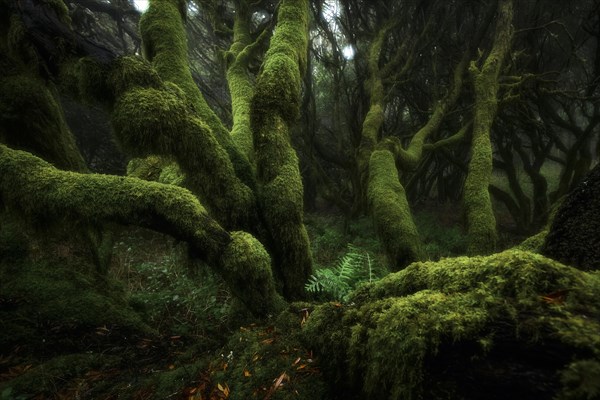 Moss-covered trees in laurel forest