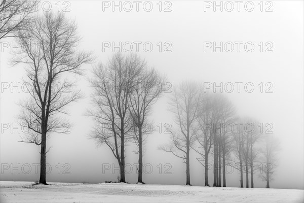 Trees in the fog in winter landscape