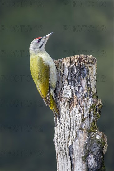 Grey-headed woodpecker