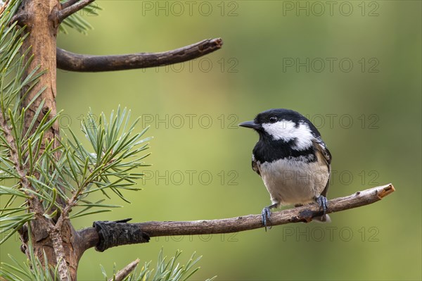 Coal tit