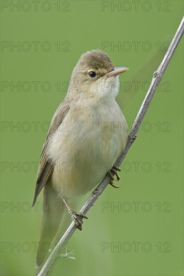 Reed warbler