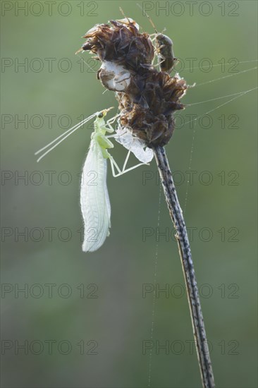 Common green lacewing