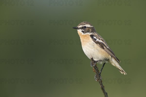 Whinchat